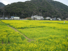 下賀茂・菜の花畑
