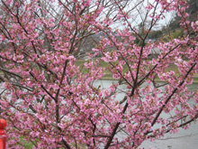 下賀茂・河津桜