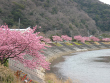 下賀茂・河津桜並木