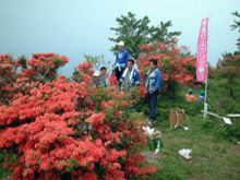 高通山・山ツツジ1